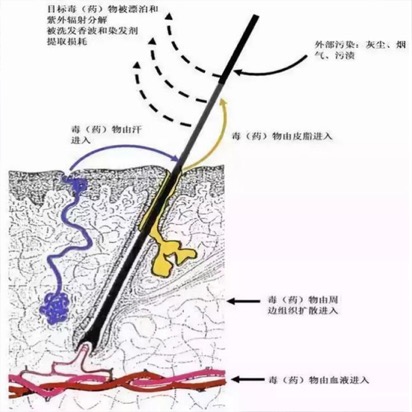 毛發毒品檢測儀檢測毛發的優勢 特點如圖